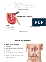 Anatomia y Semiologia-Sistema Urinario