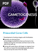 Presentation Gametogenesis