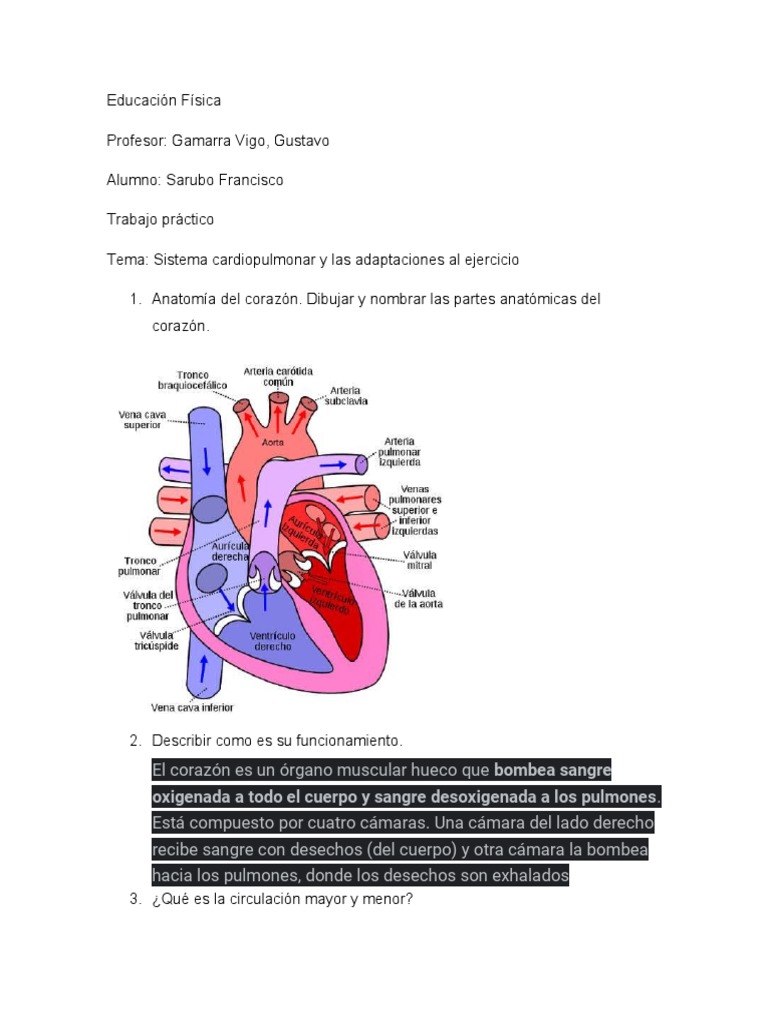 Educación Física Cardiorespiratorio Pdf Sistema Circulatorio