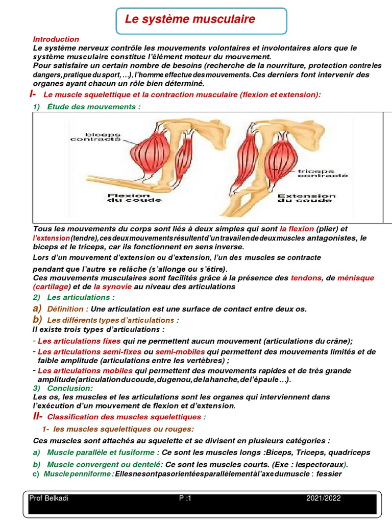 Le-Systeme-Musculaire 2022 P | PDF | Muscle squelettique | Synapse