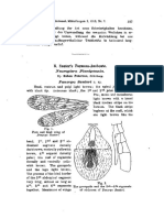 Petersen 1912 Sauters FormosaAusbeute Neuroptera Planipennia