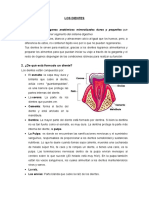 LOS DIENTES Hadrien Ciencia