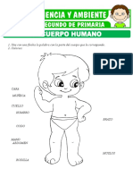 Partes Del Cuerpo Humano para Segundo de Primaria