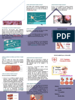 Triptico Tejido Nervioso y Muscular SCJ