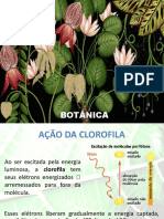 Botânica - Fotossíntese II