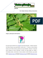 Ficha Técnica de Guácimo (Guazuma Ulmifolia)