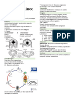 Ancilostomineos