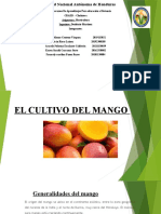 Cultivo Del Mango