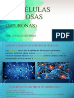 Las Células Nerviosas - Presentación para Secundaria