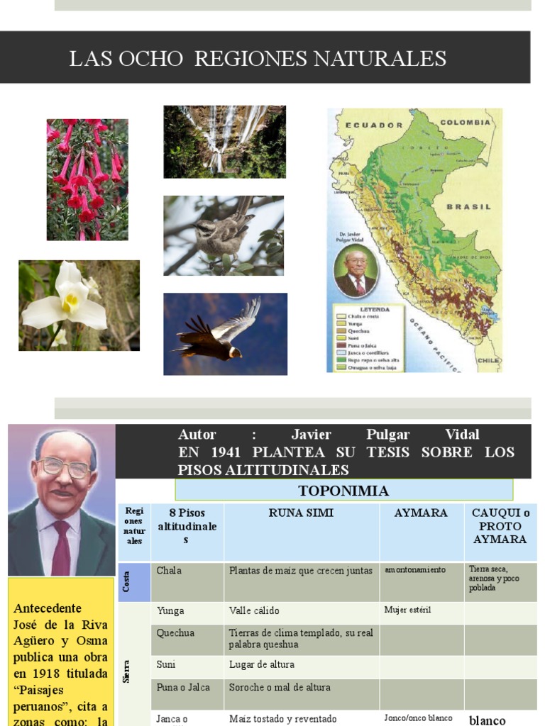 Ocho Regiones Naturales del Perú | PDF | Geografía Física | Ciencias de ...
