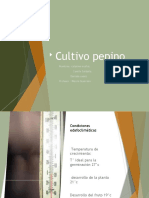 Cultivo Pepino Ensalada