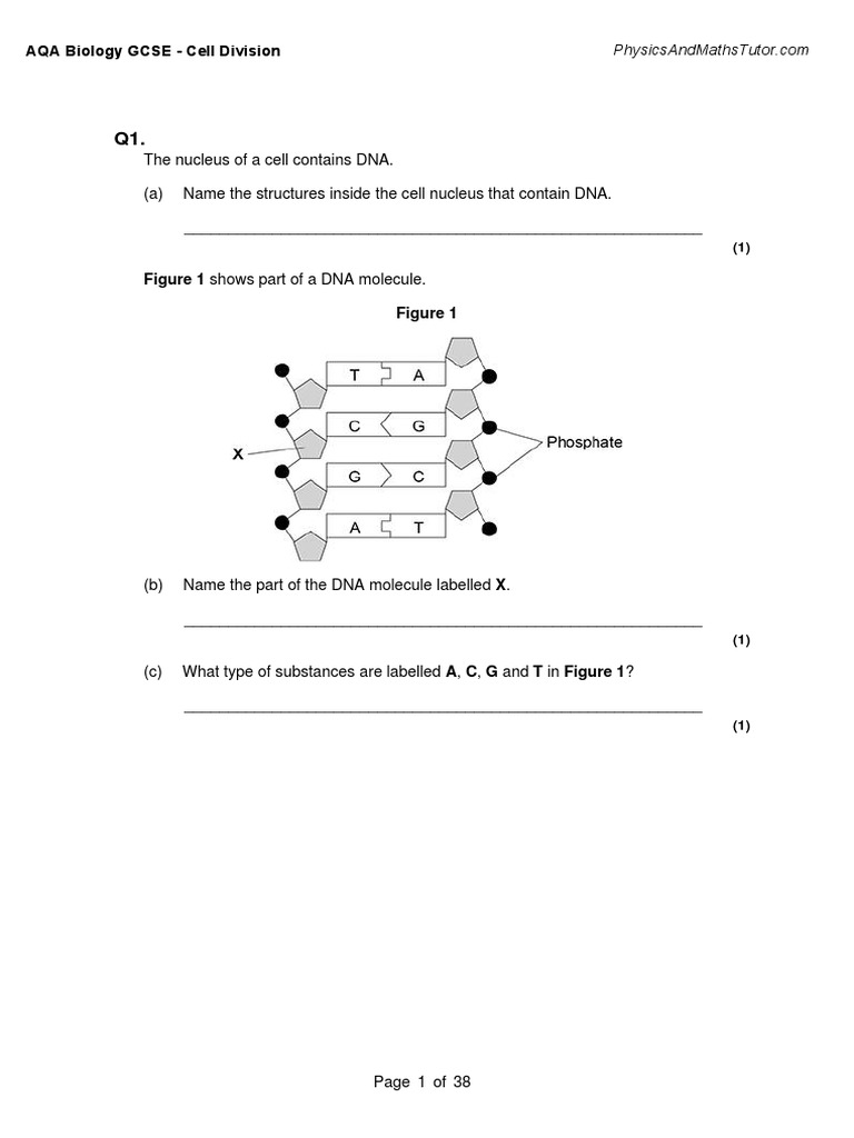 1 2 cell division qp download free pdf reproduction cell biology 