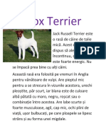 Fox Terrier