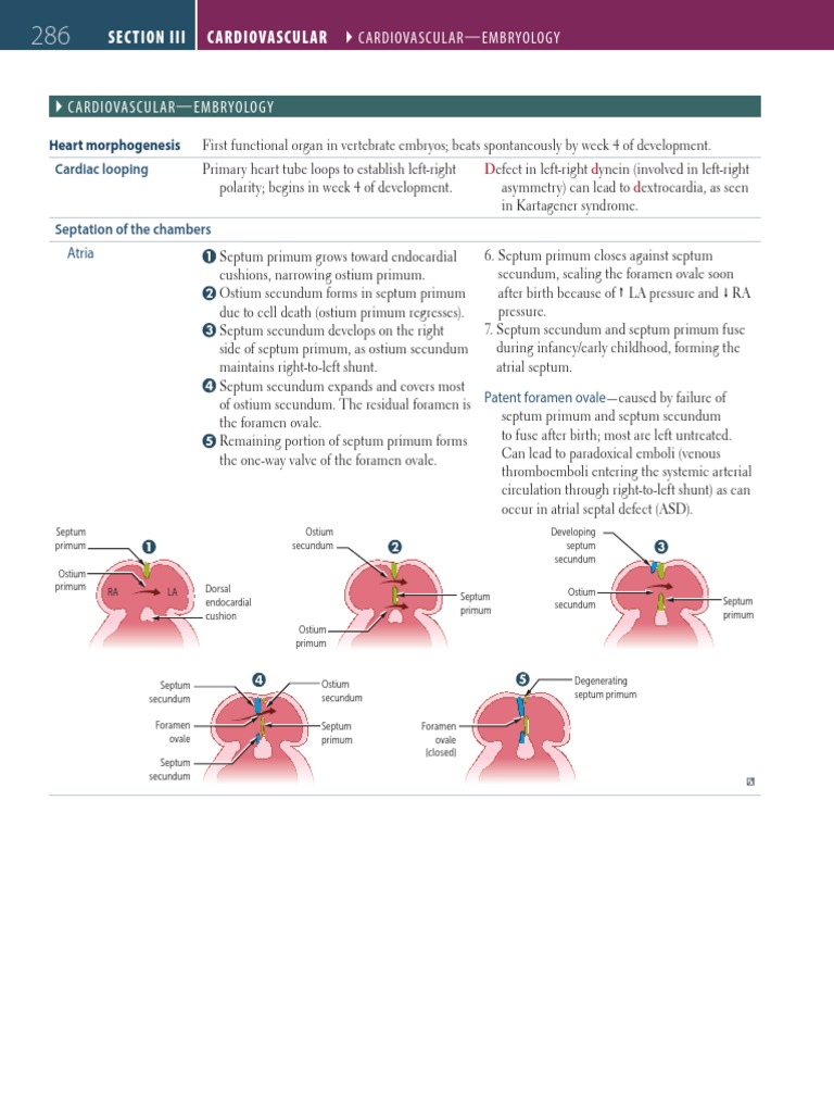 First Aid CVS Embryology Download Free PDF Aorta Atrium (Heart)
