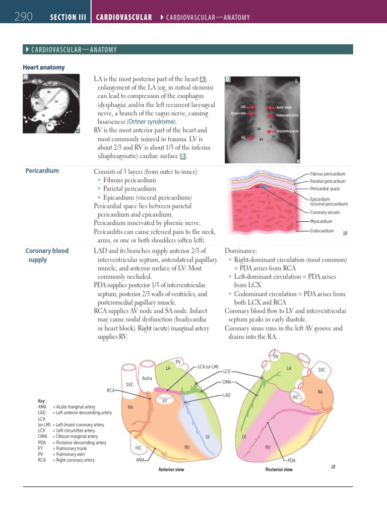 First Aid CVS Anatomy PDF Coronary Circulation Heart