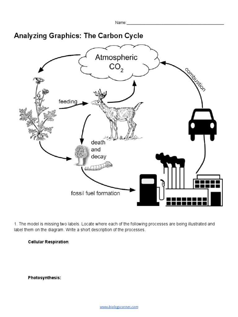 Carbon Cycle Analysis and Impact | PDF