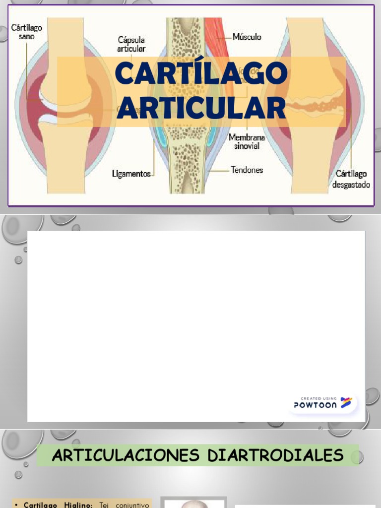 BIOMECÁNICA DEL CARTÍLAGO ART | PDF | Cartílago | Biomecánica