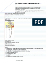 Clasificación Del Sistema Nervioso Panorámica General