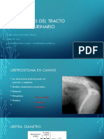 Cirugías Del Tracto Genitourinario