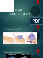 Celulas Cancerigenas Diapos