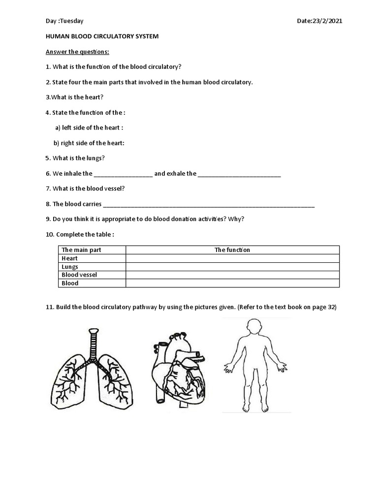 Human Blood Circulatory System Worksheet | PDF