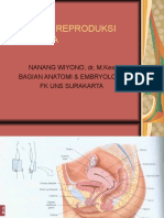 Anatomi Sistem Reproduksi Feminima