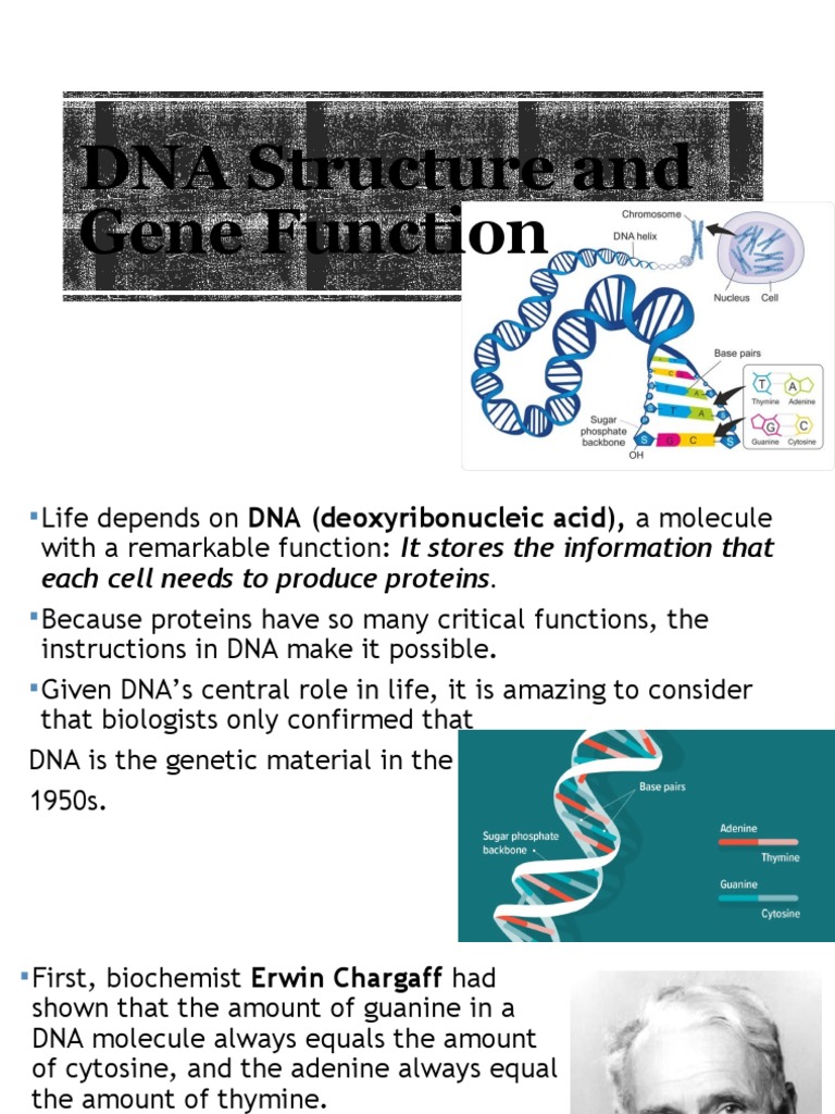 DNA Structure and Gene Function | PDF | Dna | Rna