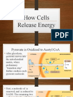 How Cells Release Energy Part 2