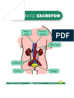 Sistema Excretor