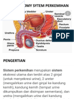 Anatomy Ginjal