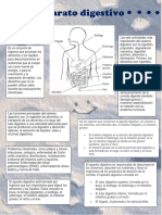 Aparato Digestivo