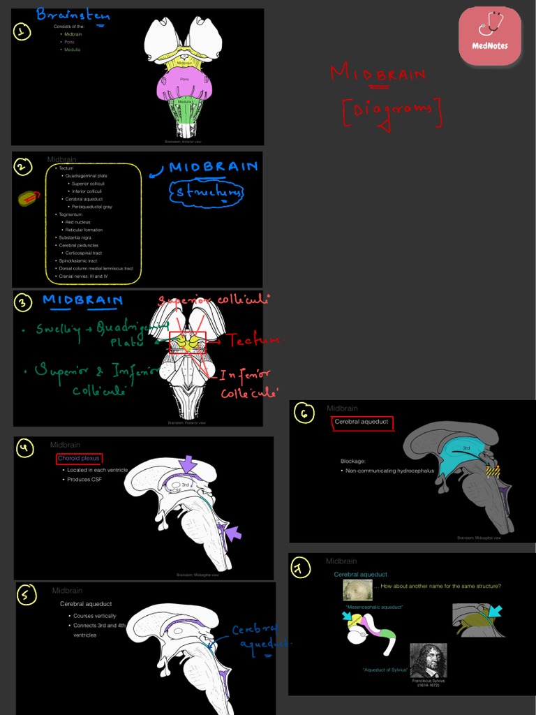 Brainstem Diagrams and Structures Biology Diagrams