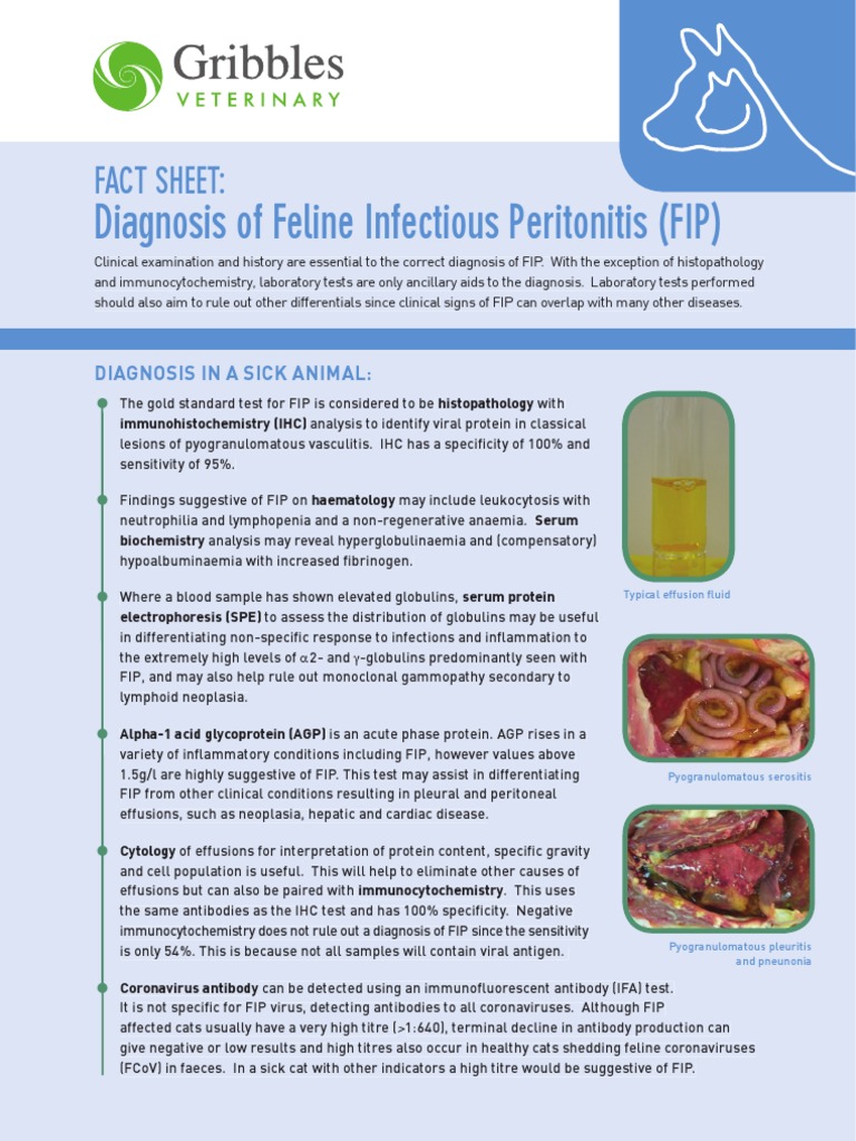 FIP Diagnosis in Cats: Key Insights | PDF | Antibody | Infection