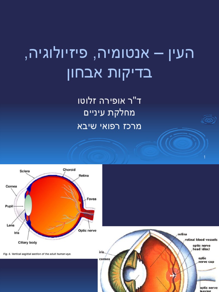 1 - אנטומיה ובדיקה | PDF