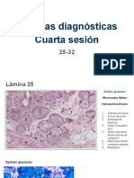 Láminas Histología