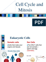 Mitosis and Cell Cycle Powerpoint