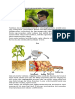 Struktur Tumbuhan Beserta Fungsi