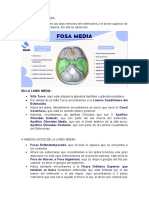 Fosa Craneal Media Anatomía