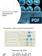 ADN Mitosis y Meiosis Repaso