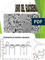 Metabolismo Del Glucógeno Power Point - Alu