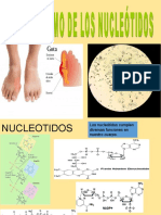 Metabolism de Nucleotidos A