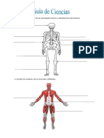 Guía de Músculos, Huesos y Sistema Nervioso.
