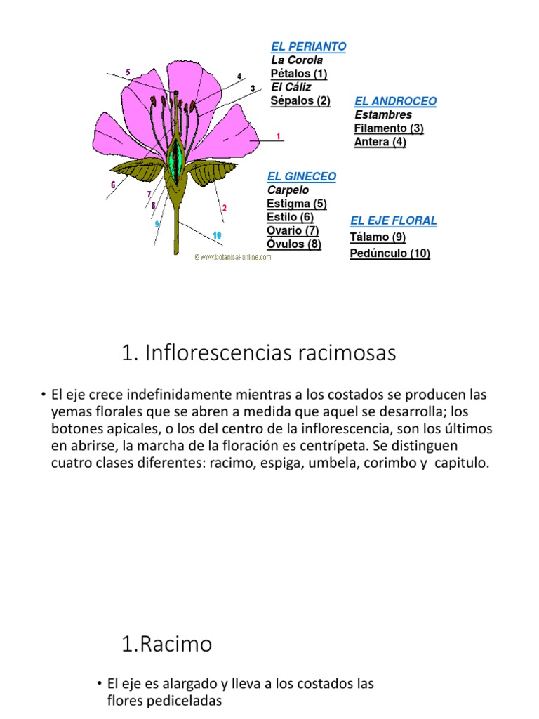Partes y tipos de inflorescencias florales | PDF | Flores ...