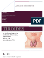 Principales Glándulas Endocrinas 4