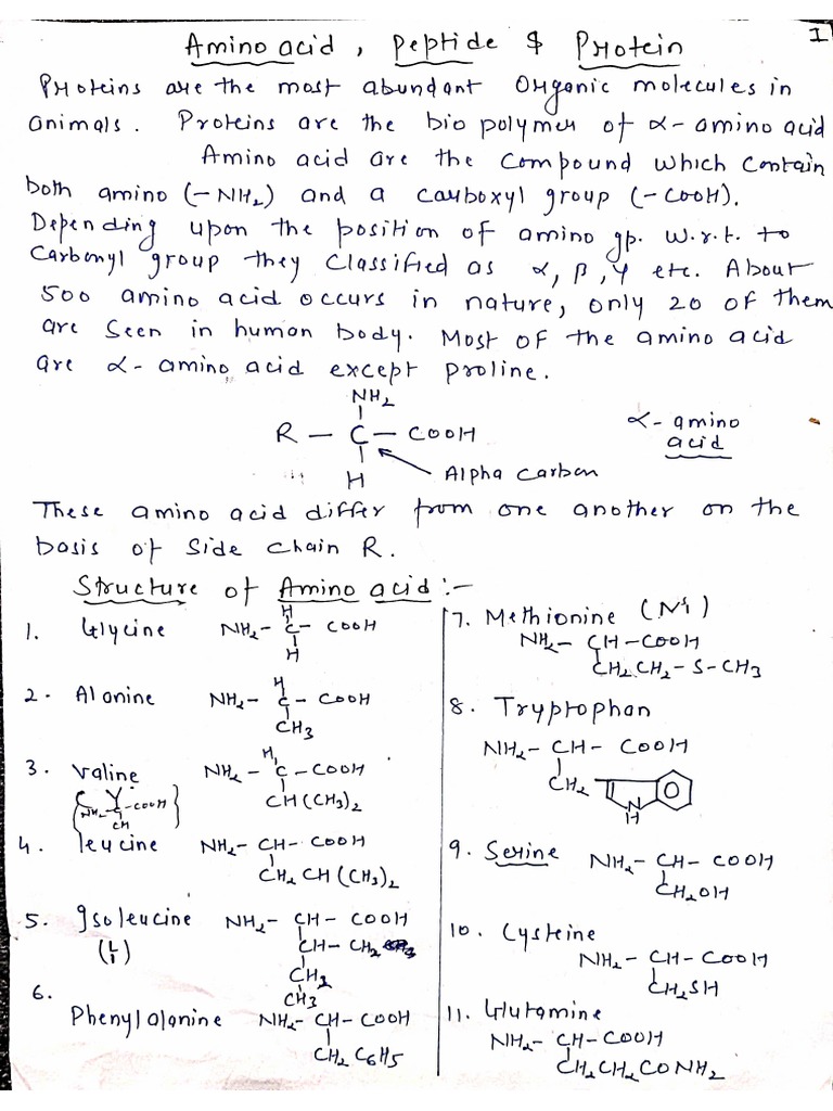 Amino Acid | PDF