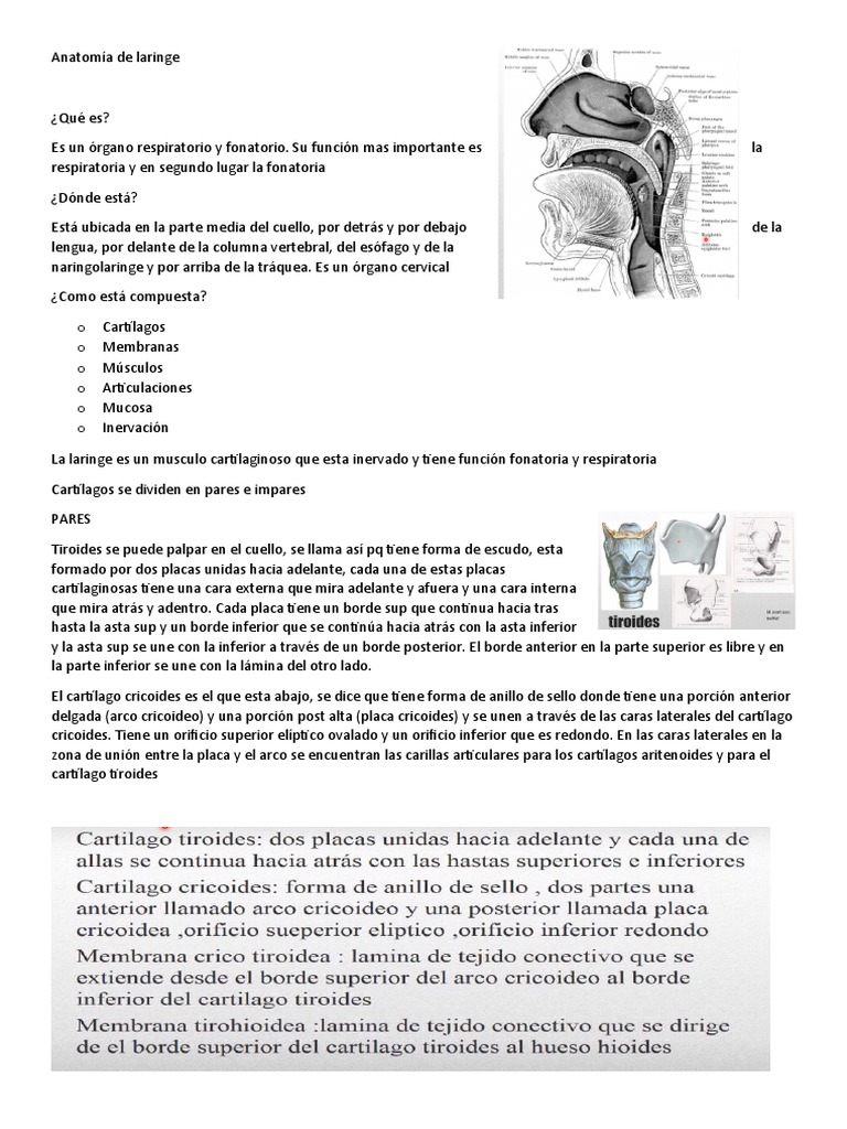 Anatomía De Laringe Pdf