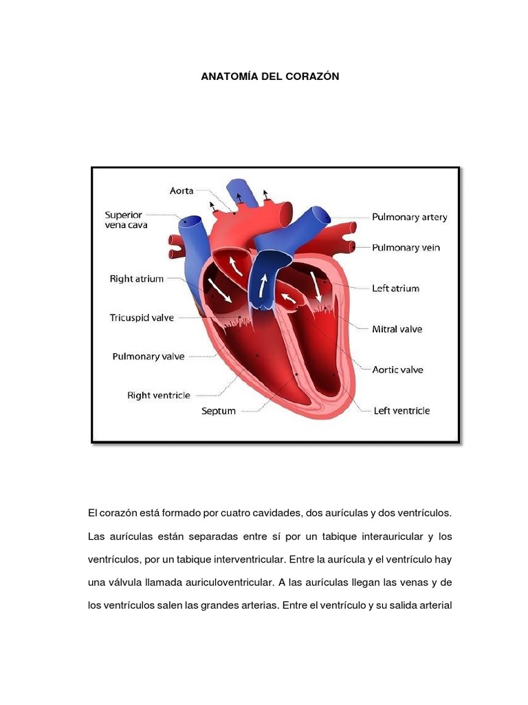Anatomía Del Corazón Enfermedad Valvula 4 | PDF