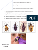 La Enfermedad de Chagas o Tripanosomiasis Americana