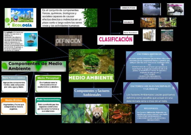 organizador visual medio ambiente | PDF