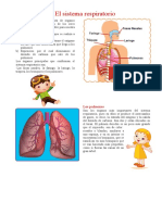 Sistema Respiratorio